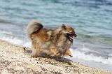 SPITZ ALLEMAND 233